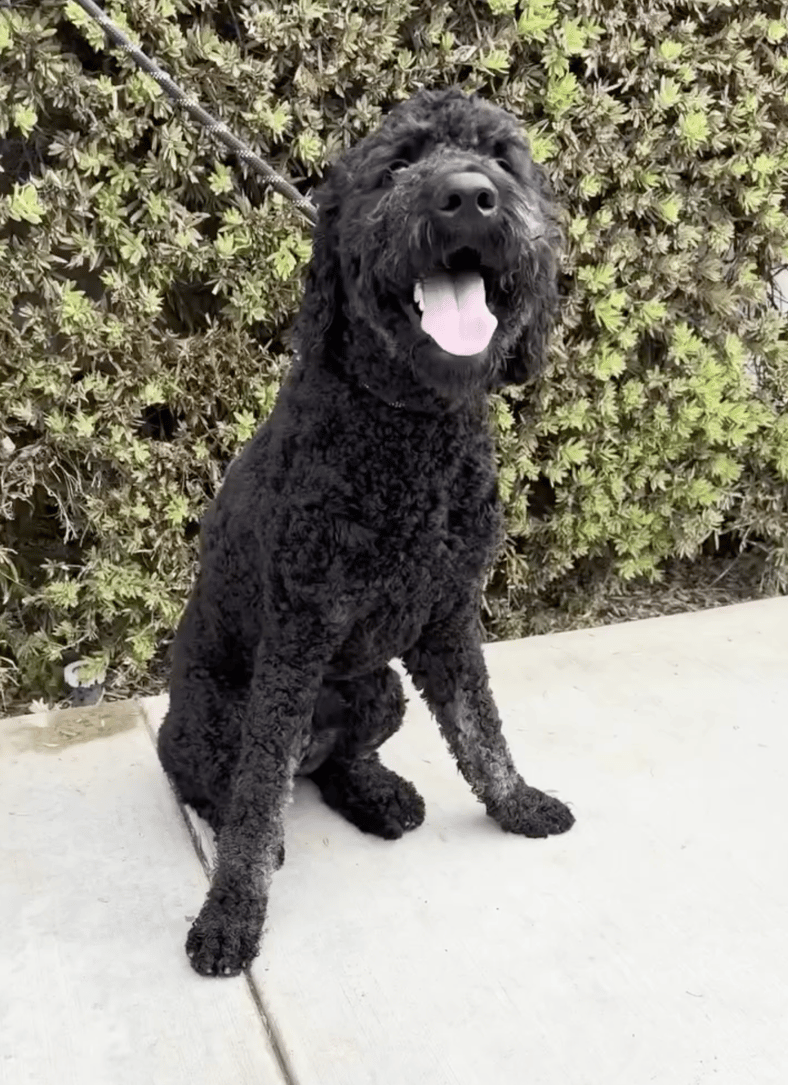 Shelter Dog Becker Was All Set to Fly to His New Family—Then the Airline Said He Was Too Tall